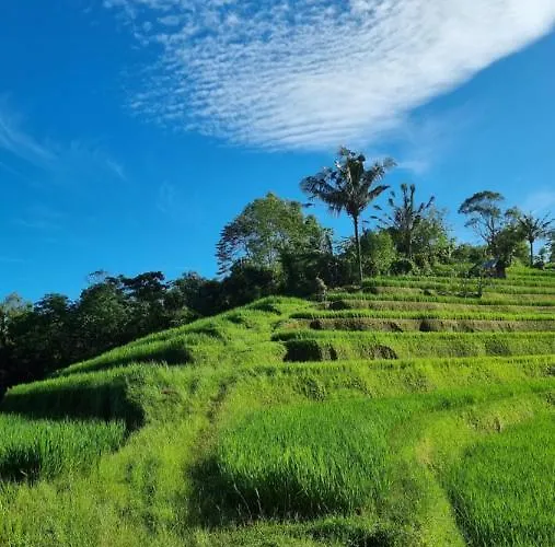 Resort Sava Eco Retreat Padangan (Bali)